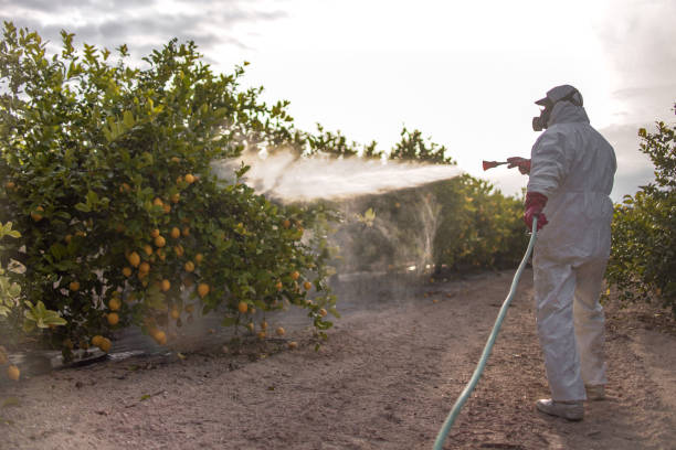 Best Affordable Pest Control Services  in Covelo, CA