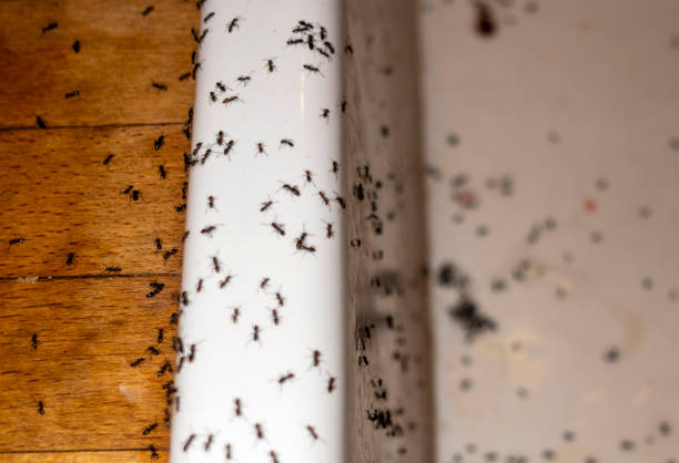 Flea Control Services in Covelo, CA
